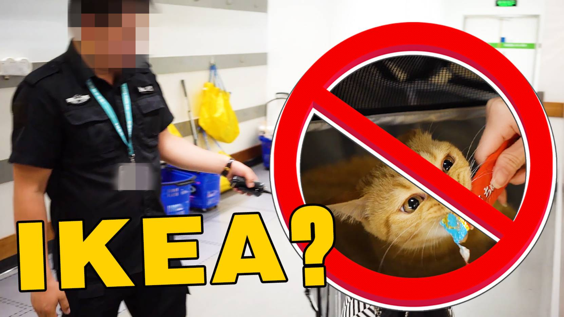 带猫去宜家惨遭驱赶,猫:说好给宠物一个家呢?